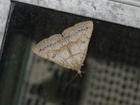 Morbid Owlet Moth